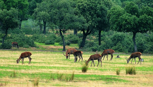 Parque Nacional de Cabañeros